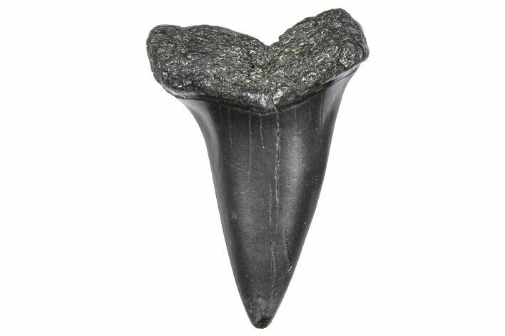 Fossil Broad-Toothed Mako Tooth - South Carolina #360864